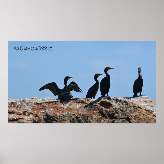Poster de aves marinhas (Frente)