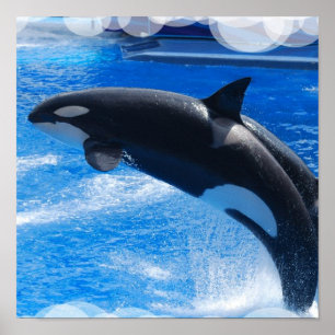 Poster de Baleia Orca Jumping