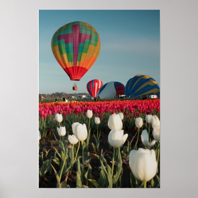 Poster de Balões e Tulipas Brilhantes (Frente)