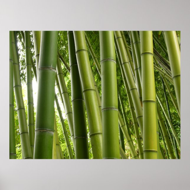 Poster de bambu (Frente)