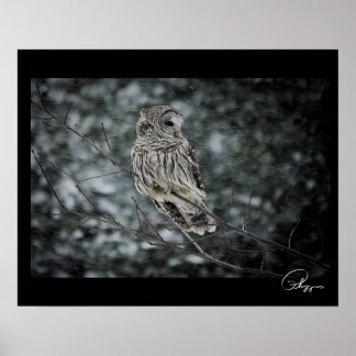 Poster de Barred Owl, tempestade de neve