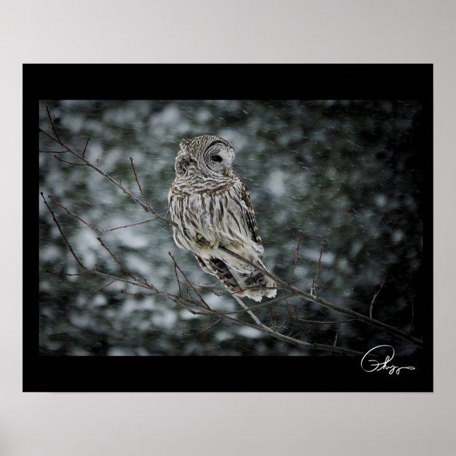 Poster de Barred Owl, tempestade de neve (Frente)