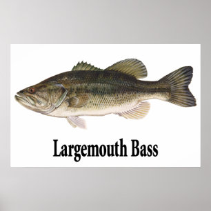 Poster de Bass de Boca Largemouth