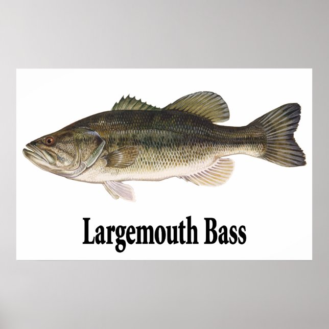 Poster de Bass de Boca Largemouth (Frente)
