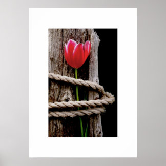 Poster de Bela Hospedagem