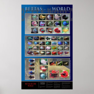 Poster de Betta