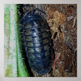 Poster de Bicho-de-conta (foto)