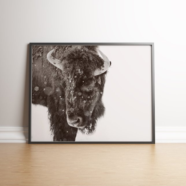 Poster de Bison Americano de Duende Neve (Snow-dusted American Bison Farmhouse Poster in a black wooden frame.)