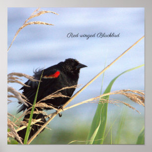Poster de Blackbird de asa vermelha