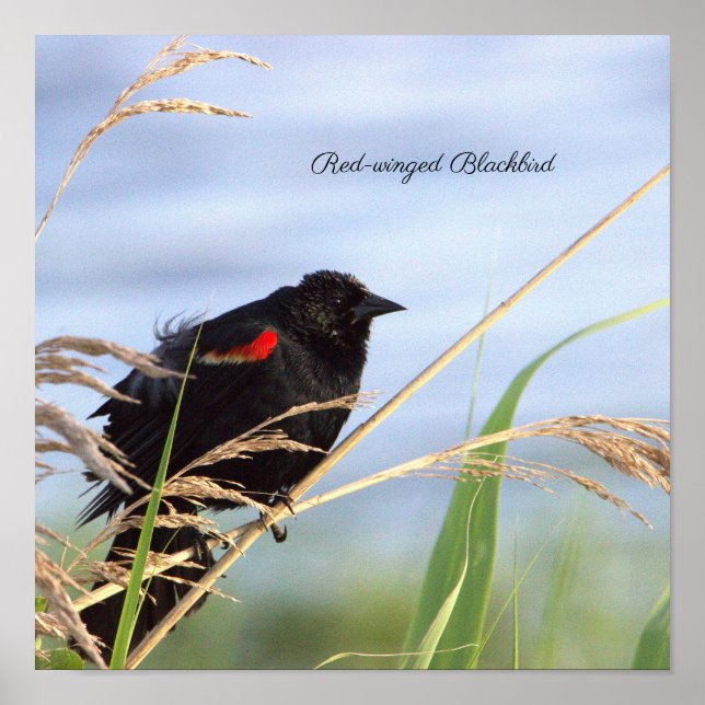Poster de Blackbird de asa vermelha (Frente)