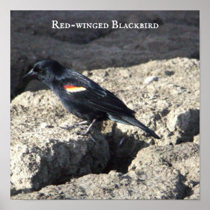 Poster de Blackbird de asa vermelha