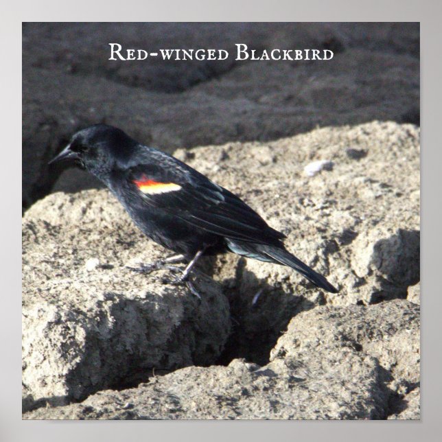 Poster de Blackbird de asa vermelha (Frente)
