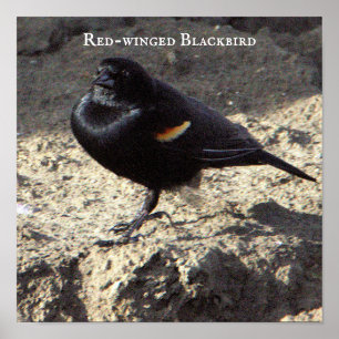 Poster de Blackbird de asa vermelha