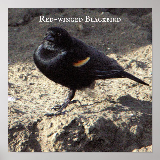 Poster de Blackbird de asa vermelha (Frente)