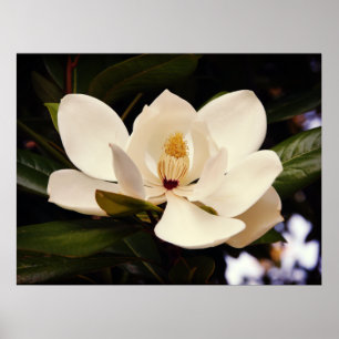 Poster de Blooming White Magnolia
