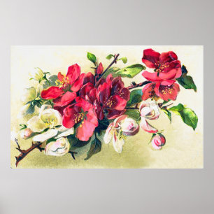 Poster de Blossomas de Maçã