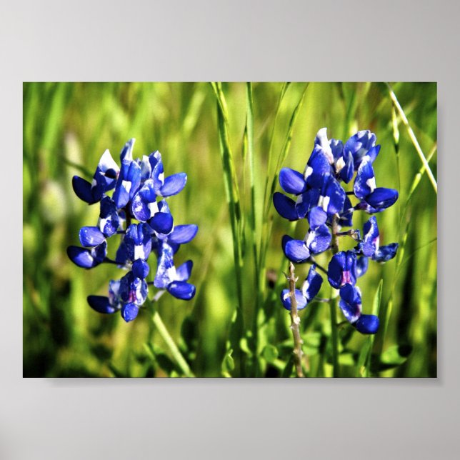 Poster de Bluebonnets (Frente)