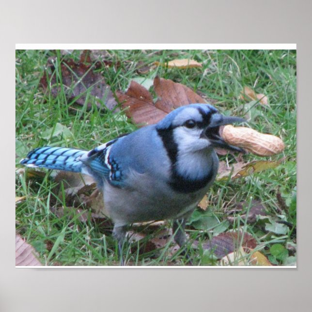 Poster de Bluejay (Frente)