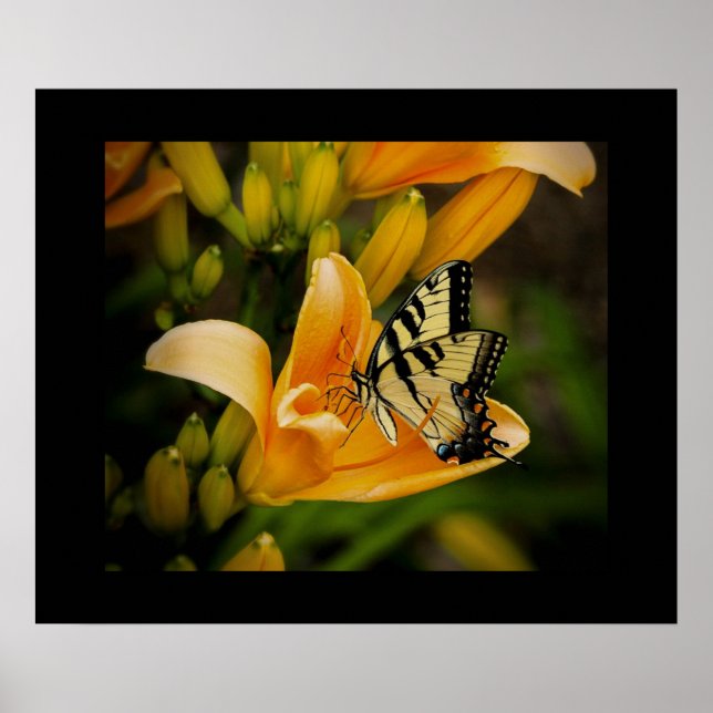 Poster de borboleta (Frente)