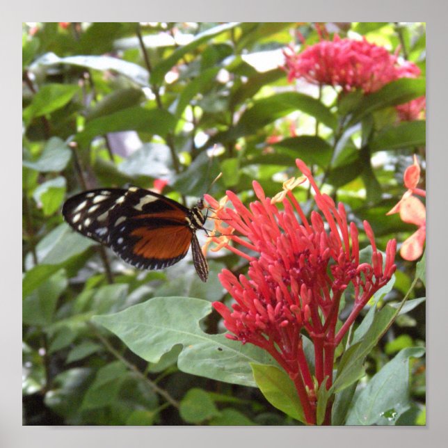 poster de borboleta1 (Frente)