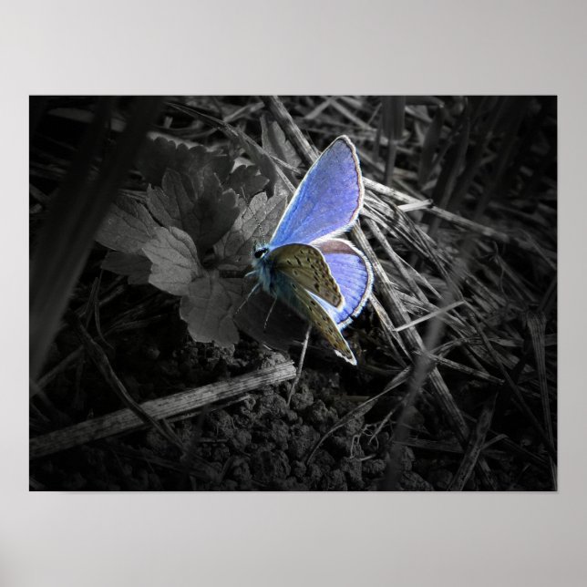 poster de borboleta azul (Frente)