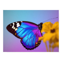 Poster de borboleta colorida