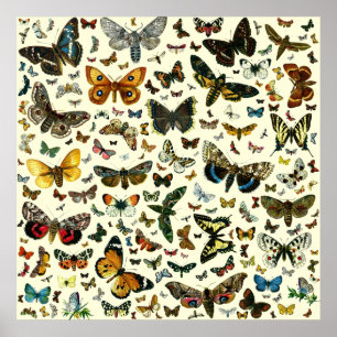 Poster de Borboleta Colossal