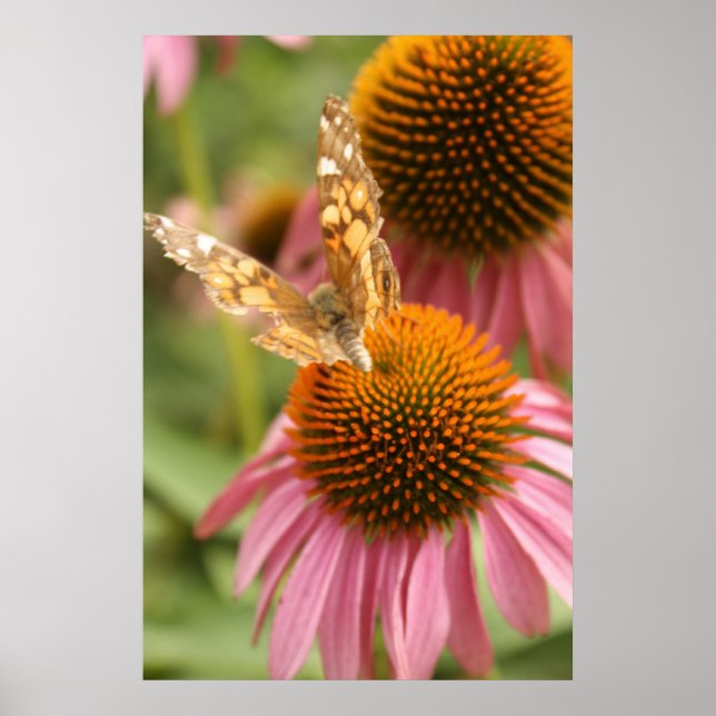 Poster de Borboleta Monarca (Frente)