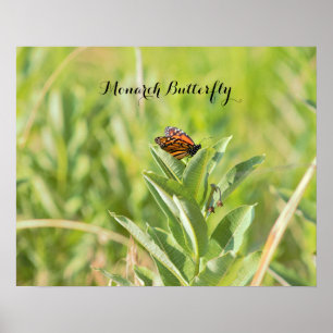 Poster de Borboleta Monarca