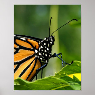 Poster de Borboleta Monarca