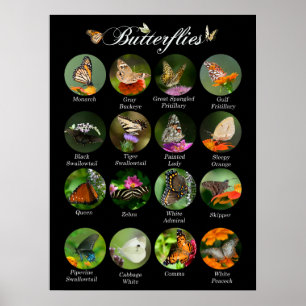 Poster de borboletas