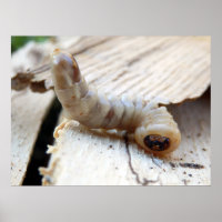 Poster de Bordo com Cabeça Redonda