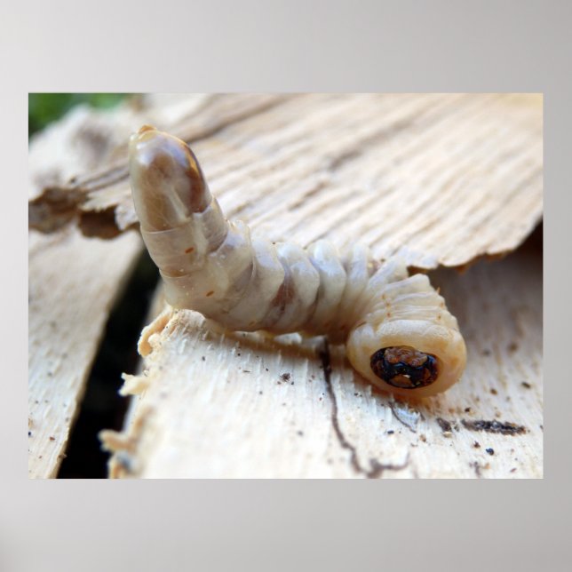 Poster de Bordo com Cabeça Redonda (Frente)