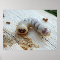 Poster de Bordo com Cabeça Redonda