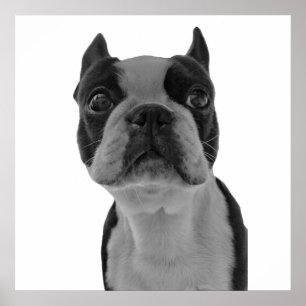 Poster de Boston Terrier