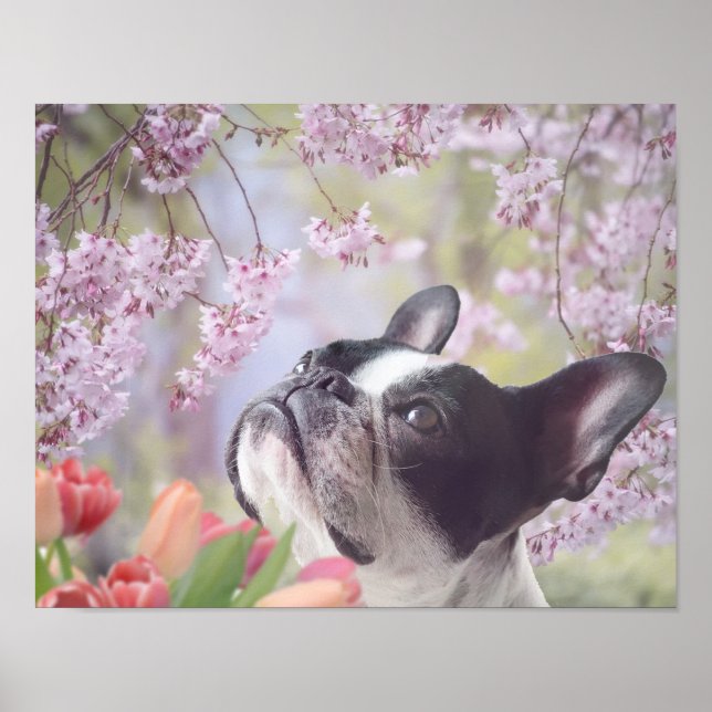 Poster de Boston Terrier dog (Frente)