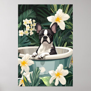 Poster de Boston Terrier na Banheira, Cachorro Eng