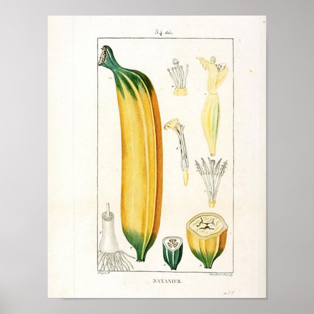 Poster de Botânica Vintage - Fruta de Banana (Frente)