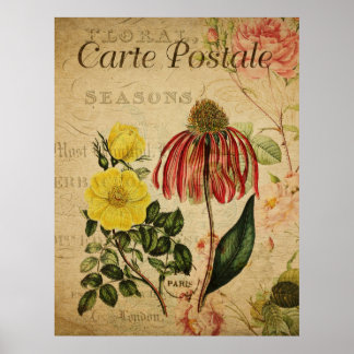 Poster de Botânica Vintage - Rudbeckia