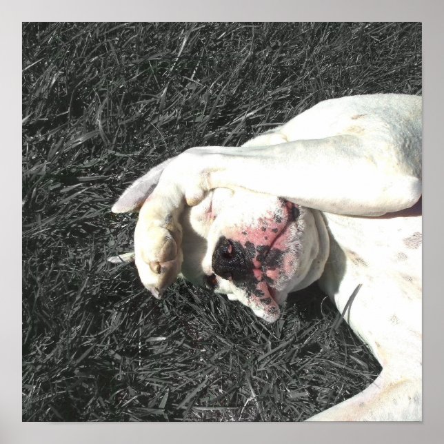 Poster de boxe branco (Frente)