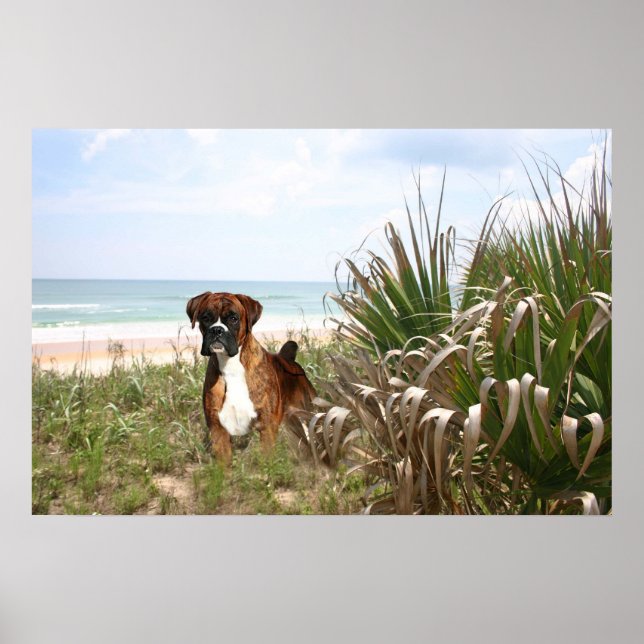 Poster De Boxer Escondendo-Se Na Prata De Beachá (Frente)