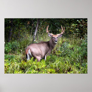 Poster de brilho Buck Premium em Branco