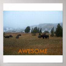 Poster de Buffalo Incrível