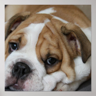 Poster de Buldogue Dormindo