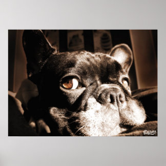 Poster de bulldog Francês by Bullylicious