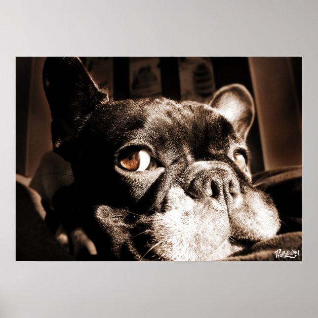 Poster de bulldog Francês by Bullylicious (Frente)