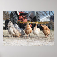Poster de Bumbum de frango