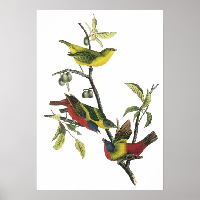 Poster de Bunting Pintado com Audubon (Frente)