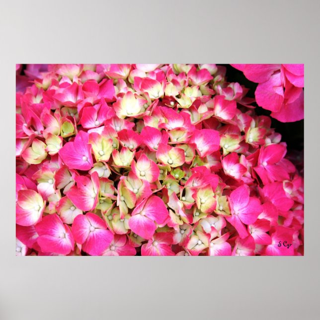 Poster de Buquê de Hydrangea rosa, S Cyr (Frente)