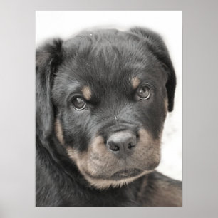 Poster de cachorrinho rottweiler
